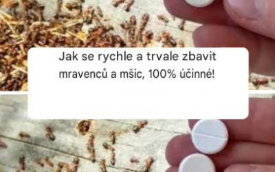 Jak se rychle a trvale zbavit mravenců a mšic, 100% účinné!