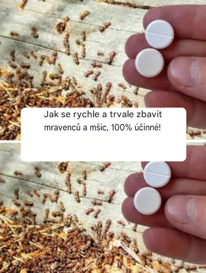 Jak se rychle a trvale zbavit mravenců a mšic, 100% účinné!