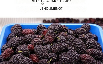 Starověké ovoce: Zachraňte si život, objevte jeho sílu