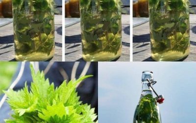 Kopřiva v ALKOHOLU je silnější než jakýkoli lék, říkával můj dědeček: pamatujte si tento recept do konce života!