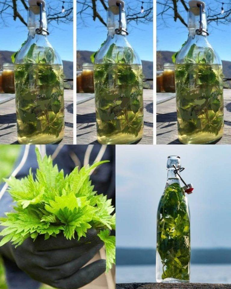 Kopřiva v ALKOHOLU je silnější než jakýkoli lék, říkával můj dědeček: pamatujte si tento recept do konce života!