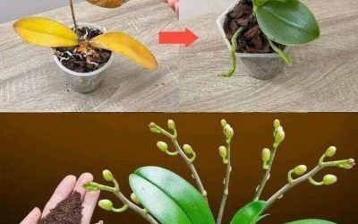 Stačí jen čajová lžička a orchidej rázem nádherně rozkvete spoustou květů