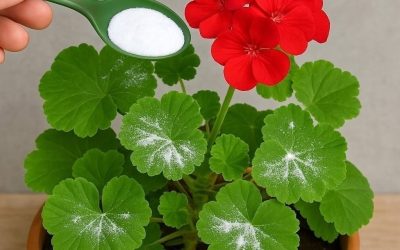 Jak přimět muškáty kvést: takto je třeba je zalévat, aby vždy kvetly Celý recept