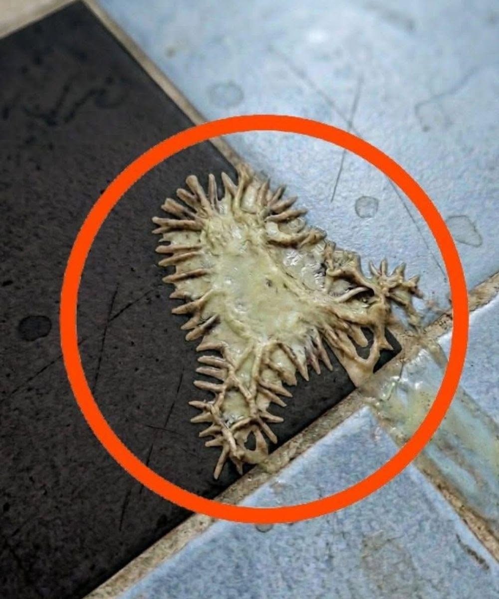 Našla jsem tohle v koupelně mé přítelkyně. Už hodinu na to zíráme a pořád nemůžeme přijít na to, co to je.