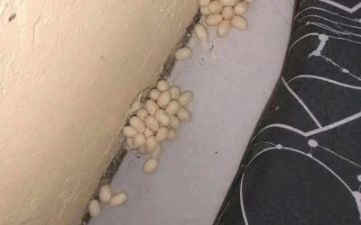 Našel jsem tohle pod matrací. Neví někdo, co to je? …Zobrazit více