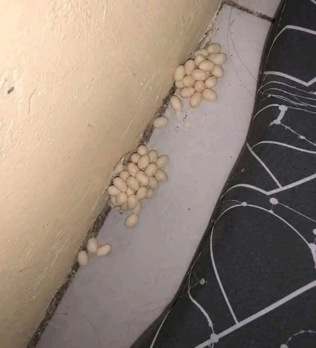 Našel jsem tohle pod matrací. Neví někdo, co to je? …Zobrazit více