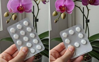 Jedna pilulka pro věčné kvetení: Jak pečovat o orchidej