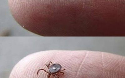 Neví někdo, co to je? Našla jsem tohle, jak se hemží synovi na noze po procházce lesem. Vypadalo to jako klíště… ale ta divná bílá skvrna mě vyděsila. Trochu se bojím. Viděl už někdo něco takového?