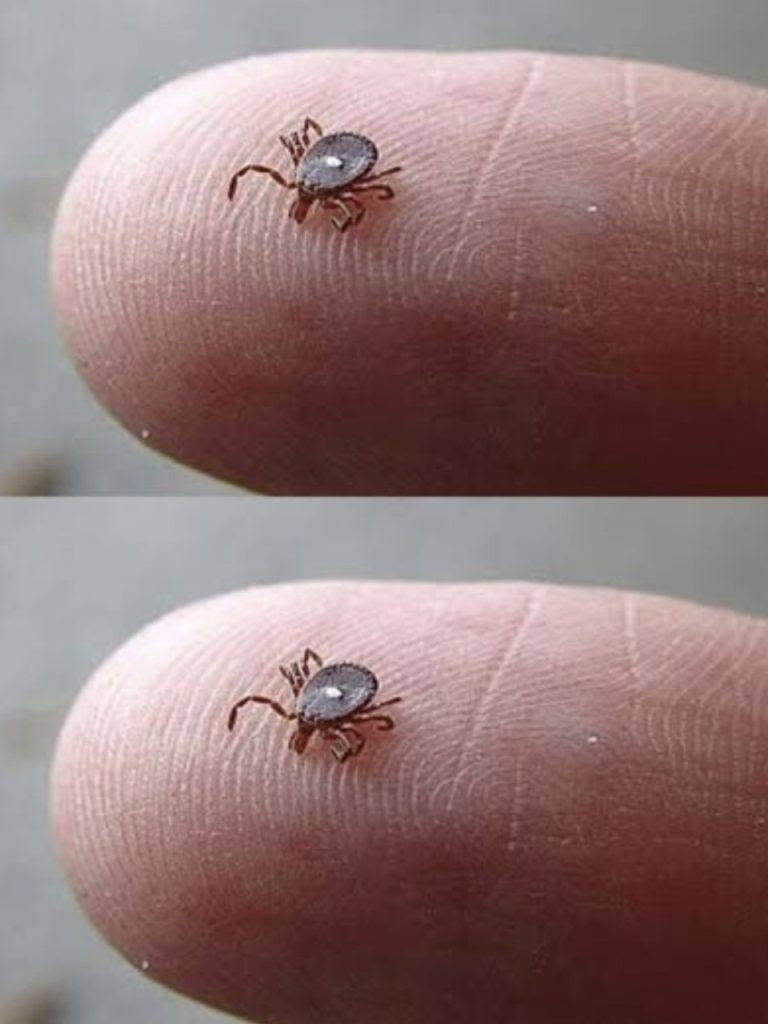 Neví někdo, co to je? Našla jsem tohle, jak se hemží synovi na noze po procházce lesem. Vypadalo to jako klíště… ale ta divná bílá skvrna mě vyděsila. Trochu se bojím. Viděl už někdo něco takového?