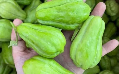 Lékaři odhalují, že konzumace chayotu způsobuje…