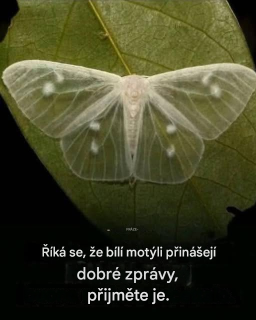 Co to znamená, když vás navštíví černý motýl?