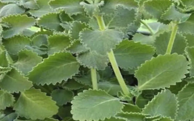 Oregano: přírodní spojenec pro podporu vaší každodenní pohody