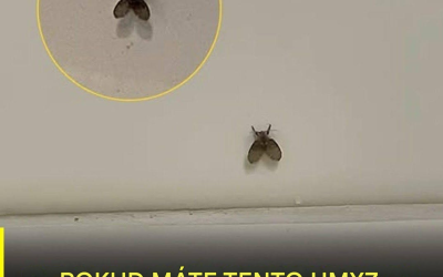 Moucha v koupelně, která se objevuje v mnoha domácnostech, a co by mohlo naznačovat její přítomnost