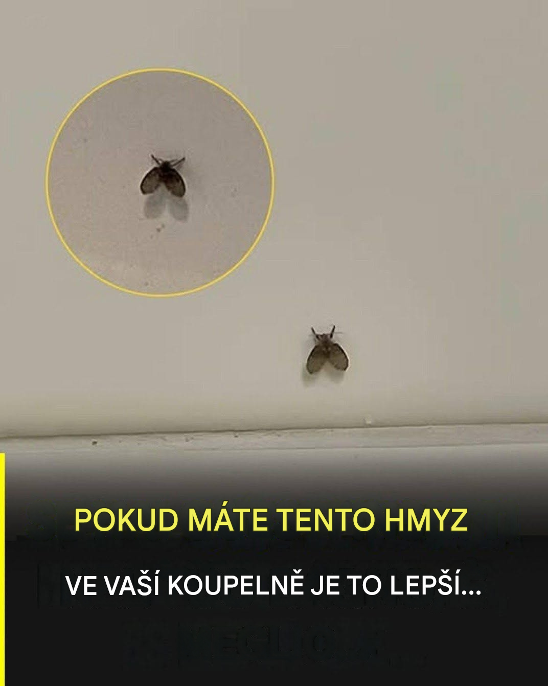 Moucha v koupelně, která se objevuje v mnoha domácnostech, a co by mohlo naznačovat její přítomnost