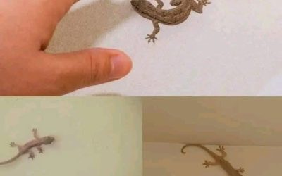 Věděli jste, že: Když váš dům navštíví ještěrka, je to znamení… Zobrazit více