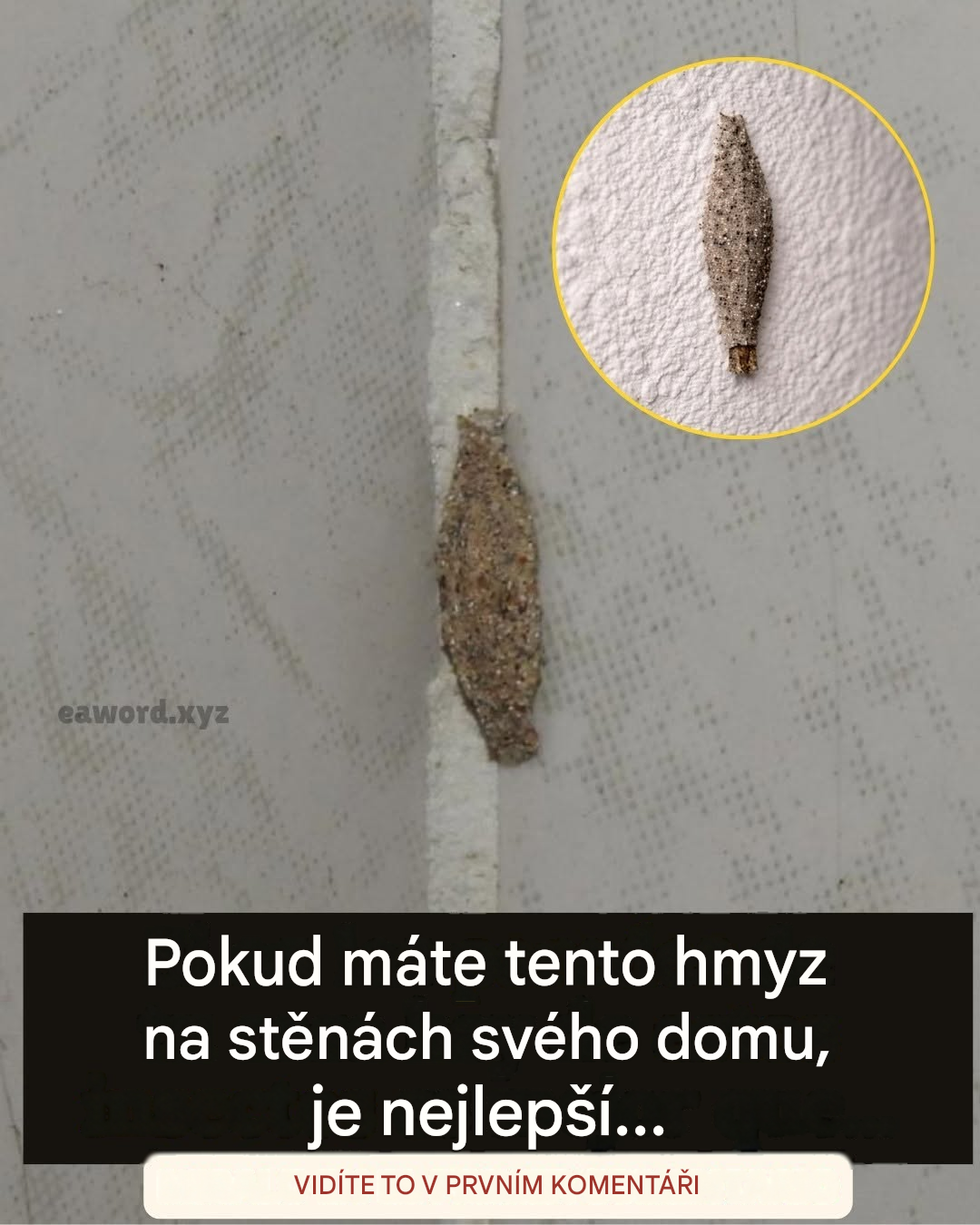 Zvláštní hmyz, který žije ve stěnách a stropech domů.