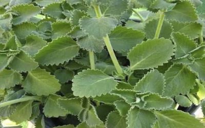 Oregano: přírodní spojenec pro péči o oči