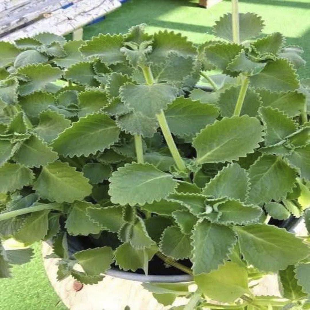 Oregano: přírodní spojenec pro péči o oči