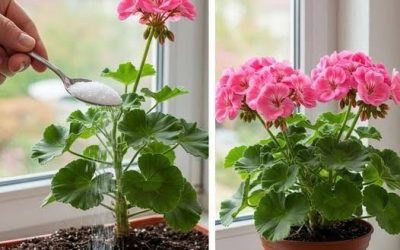 Näin saat pelargonit täyteen kukkaa: niitä täytyy kastella näin, jotta ne pysyvät aina lehtisinä. Koko resepti 😍👇