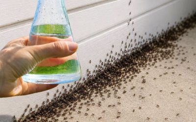 Stačí 1 kapka a mravenci okamžitě zmizí: Nejúčinnější domácí TRIK!