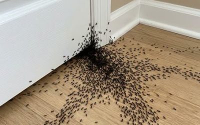 Skrývá váš domov nějaké skryté znamení? Co doopravdy odhalí náhlý výskyt mravenců