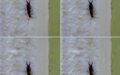 Varování! Pokud jste tento hmyz našli ve svém domě, je to znamení, že byste měli