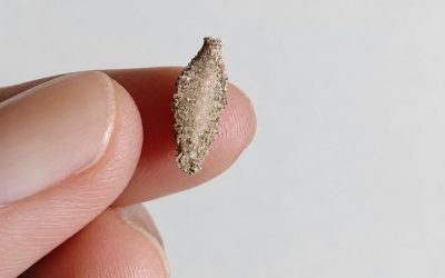 Fascinující úkol identifikace hmyzu: jak zjistit, jaké druhy máte před sebou