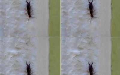 Varování! Pokud jste tento hmyz našli ve svém domě, je to znamení, že byste měli