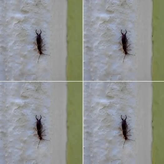 Varování! Pokud jste tento hmyz našli ve svém domě, je to znamení, že byste měli