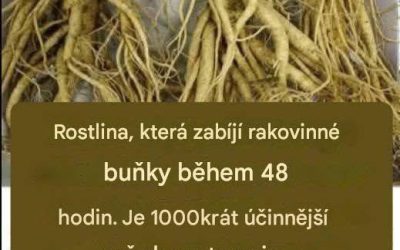 Tento kořen ničí 98 % rakoviny žaludku, tlustého střeva, slinivky břišní a dalších druhů rakoviny.