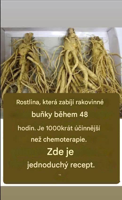 Tento kořen ničí 98 % rakoviny žaludku, tlustého střeva, slinivky břišní a dalších druhů rakoviny.