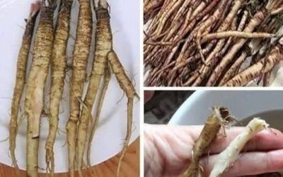 Rostlina, která ničí rakovinové buňky již za 48 hodin! Je 100krát účinnější než chemoterapie.