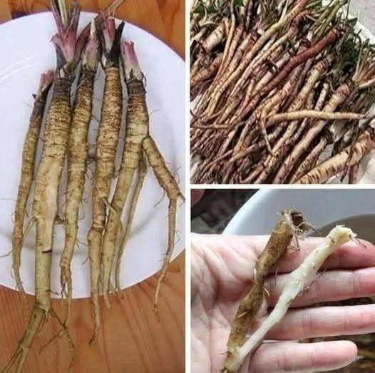 Rostlina, která ničí rakovinové buňky již za 48 hodin! Je 100krát účinnější než chemoterapie.