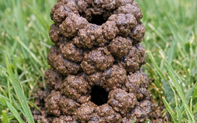 Dnes ráno jsem si uprostřed trávníku všiml téhle věže z bahenních koulí. Je asi 10 cm vysoká a uprostřed má díru. Co ji způsobilo?